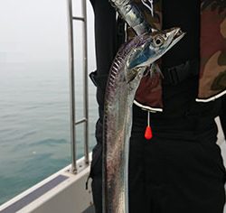 松本釣船２ 釣果