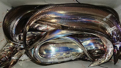 松本釣船２ 釣果