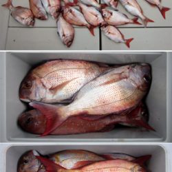 来温丸(らいおんまる) 釣果