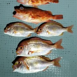 珀宝丸 釣果