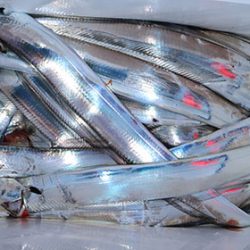 松本釣船2 釣果