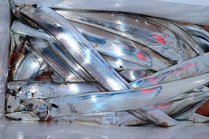 松本釣船2 釣果