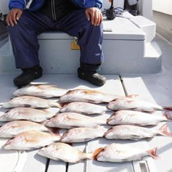 松本釣船2 釣果