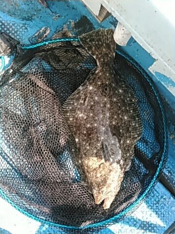 フィッシングガイド りょう 釣果