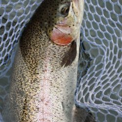 小菅トラウトガーデン 釣果