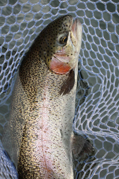 小菅トラウトガーデン 釣果