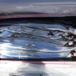 遊漁船 幸友丸 釣果