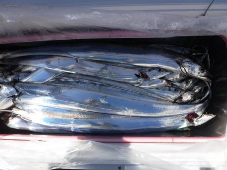 遊漁船 幸友丸 釣果