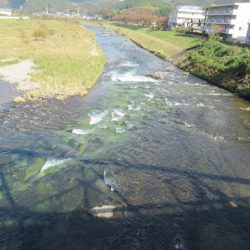 狩野川(狩野川漁業協同組合) 釣果