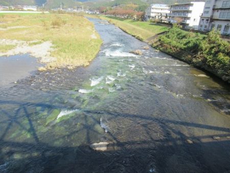 狩野川(狩野川漁業協同組合) 釣果