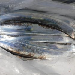 遊漁船 幸友丸 釣果