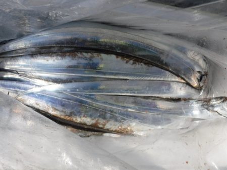 遊漁船 幸友丸 釣果