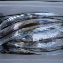 遊漁船 幸友丸 釣果