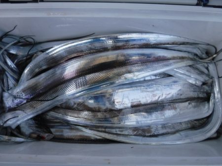 遊漁船 幸友丸 釣果