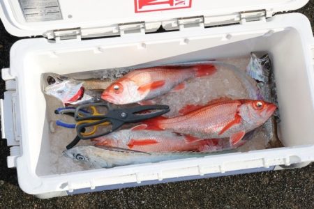 へいみつ丸 釣果