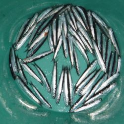 BlueNote Fishing Taxi 釣果