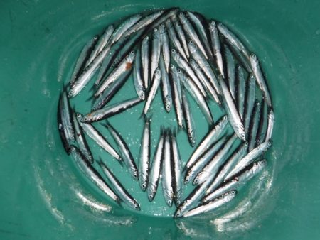 BlueNote Fishing Taxi 釣果