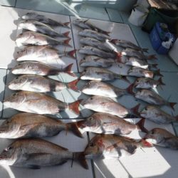 遊漁船 幸友丸 釣果