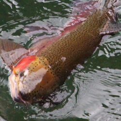 小菅トラウトガーデン 釣果