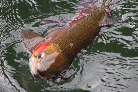 小菅トラウトガーデン 釣果