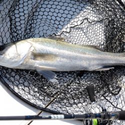 Marine T Design　マリンティーデザイン 釣果