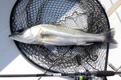 Marine T Design　マリンティ…