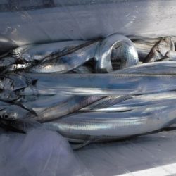 遊漁船 幸友丸 釣果