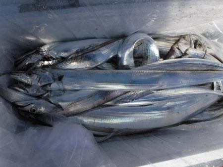 遊漁船 幸友丸 釣果