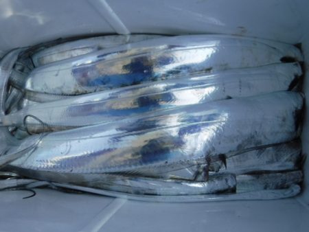 遊漁船 幸友丸 釣果