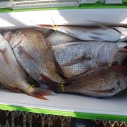 遊漁船 幸友丸 釣果