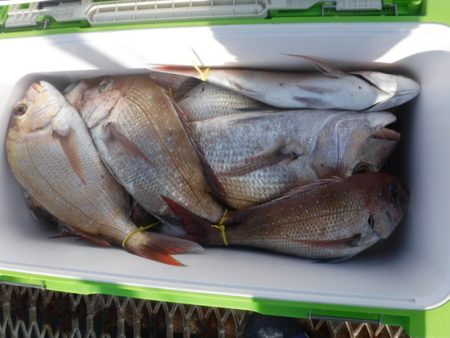 遊漁船 幸友丸 釣果