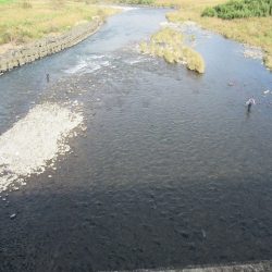 狩野川(狩野川漁業協同組合) 釣果