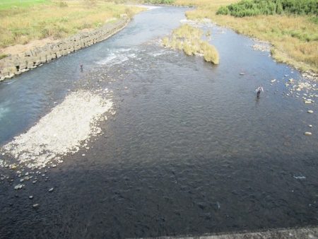 狩野川(狩野川漁業協同組合) 釣果