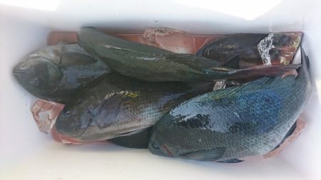 しば渡船 釣果
