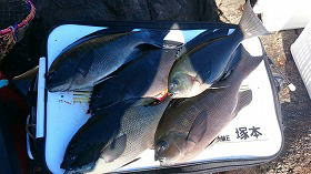 第八有漁丸 釣果