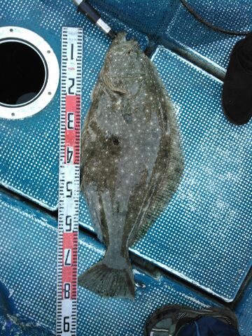 フィッシングガイド りょう 釣果