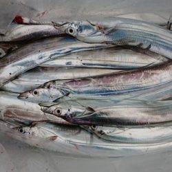 遊漁船 幸友丸 釣果