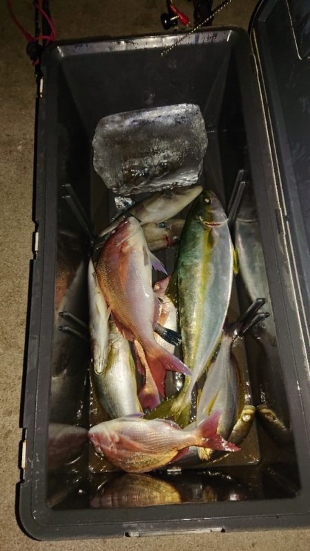 龍神丸（福井） 釣果