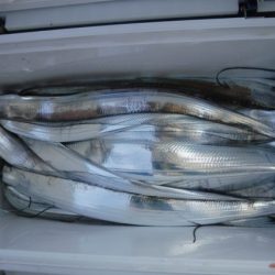 遊漁船 幸友丸 釣果