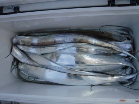 遊漁船 幸友丸 釣果