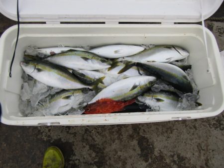 ジギング船 BLUEWATER 釣果