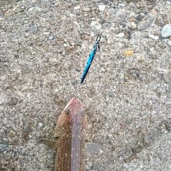 この子達ばかりが