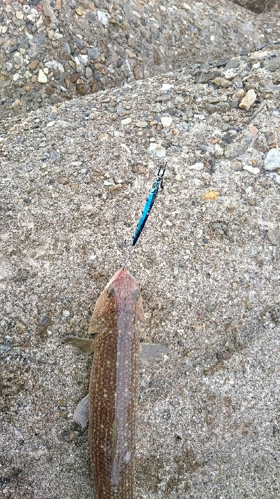 この子達ばかりが