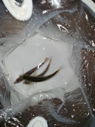 またシーバスで終了