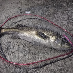 シーバス&メジロ