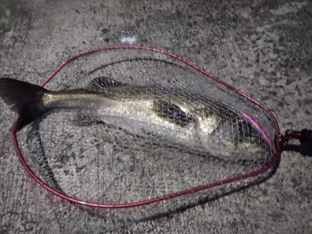 シーバス&メジロ