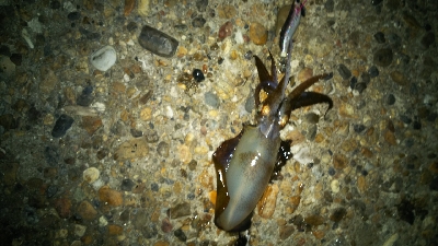 アオリイカエギング