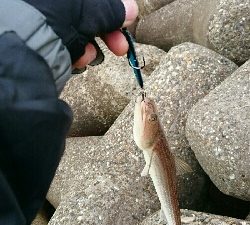 この子達ばかりが