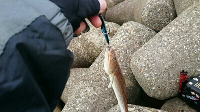 この子達ばかりが