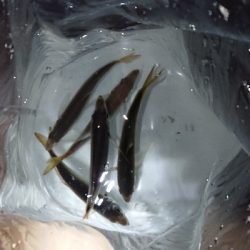 またシーバスで終了